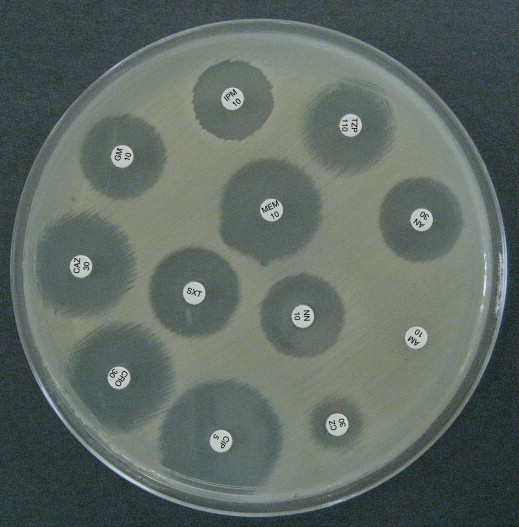 تست Disc Diffusion