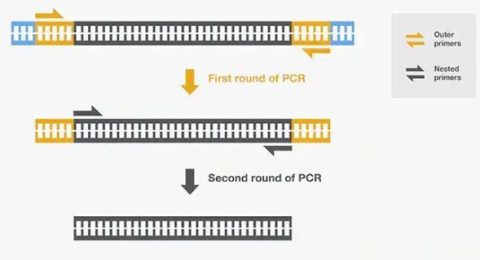 NESTED PCR