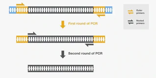 NESTED PCR