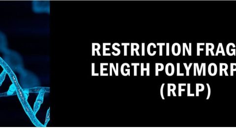 Restriction-Fragment-Length-Polymorphism-RFLP