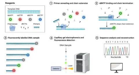 sanger-sequencing