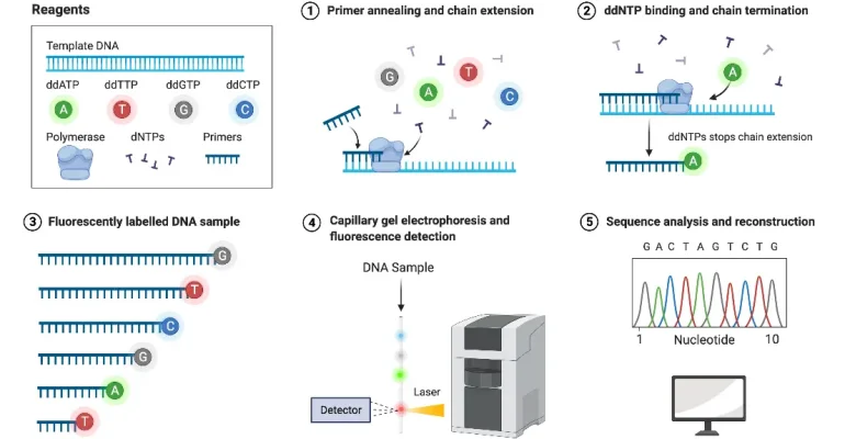 sanger-sequencing