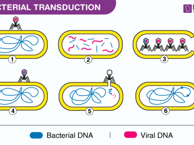 bacterial-transduction