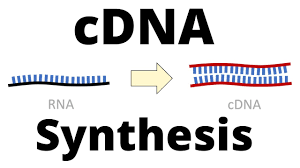 cDNA