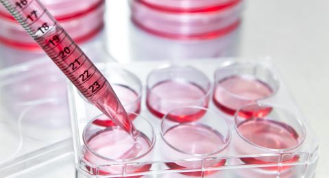 Subculture,,Researcher,Transfer,Mammalian,Cells,From,A,Previous,Culture,To