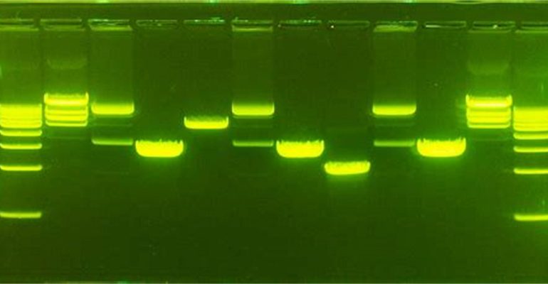 رنگ آمیزی DNA