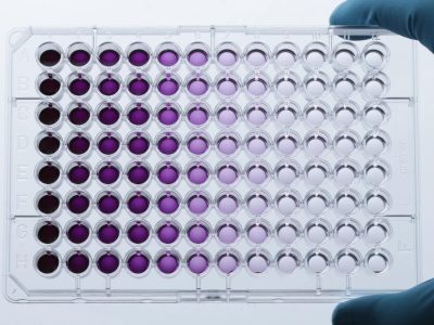 a-96-well-plate-after-the-mtt-assay_0