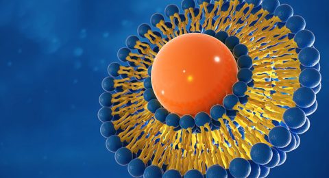 liposomes