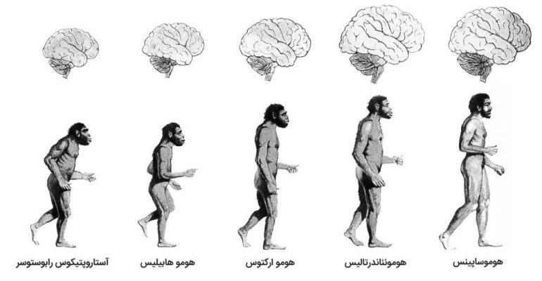 humanEvolution-1024x525