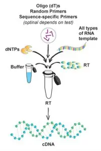 cDNA