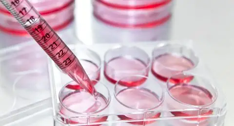 Subculture,,Researcher,Transfer,Mammalian,Cells,From,A,Previous,Culture,To