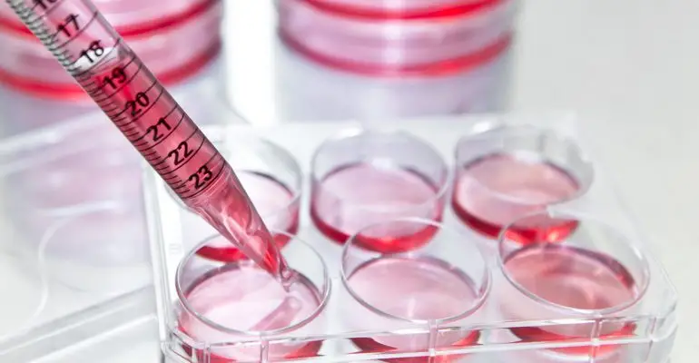 Subculture,,Researcher,Transfer,Mammalian,Cells,From,A,Previous,Culture,To