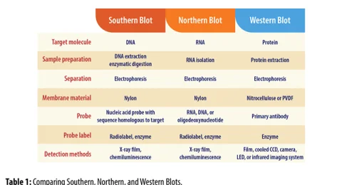 b43ac8c9-f4e7-4c2d-b47d-19464a34aa53-southern-northern-western-blots-comparison