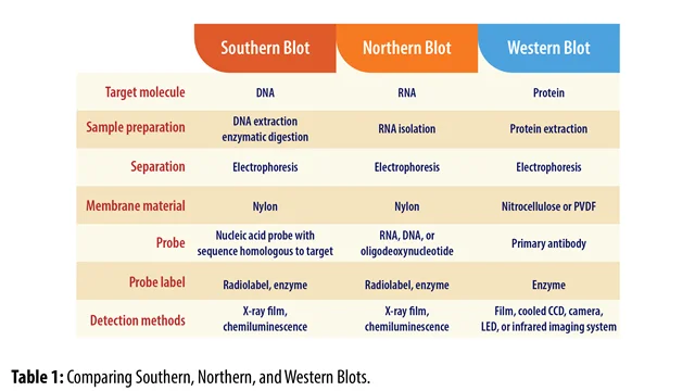 b43ac8c9-f4e7-4c2d-b47d-19464a34aa53-southern-northern-western-blots-comparison