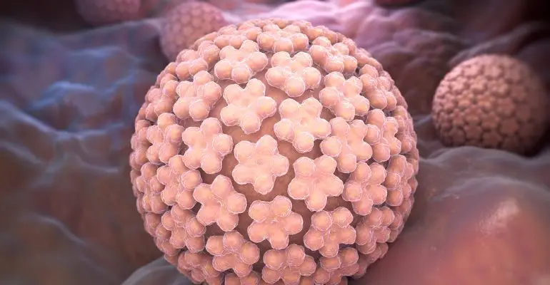 Papilloma Virus. HPV