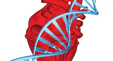 0411-Exercise-Helps-Overcome-Bad-Heart-Genetics
